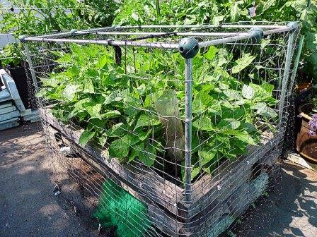 выращивание фасоли кустовой