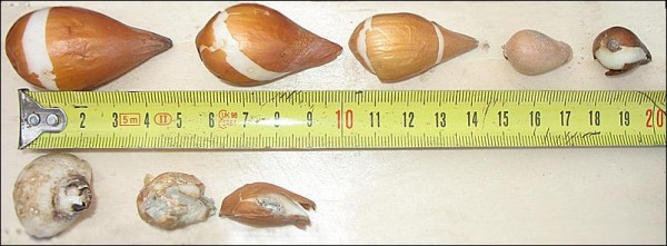 lukovitsy-razlichnyh-razborov-600x221