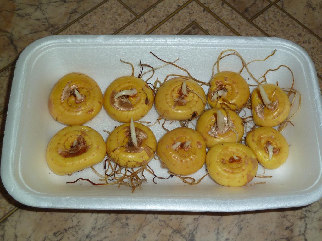 P1020012