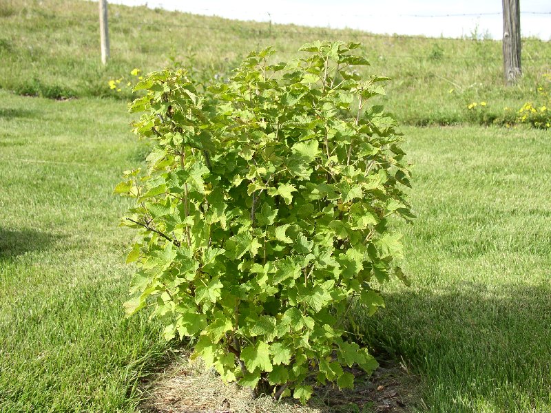 red-currant
