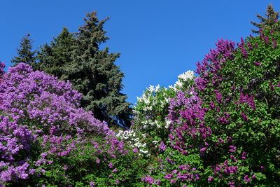 Забор из кустов сирени