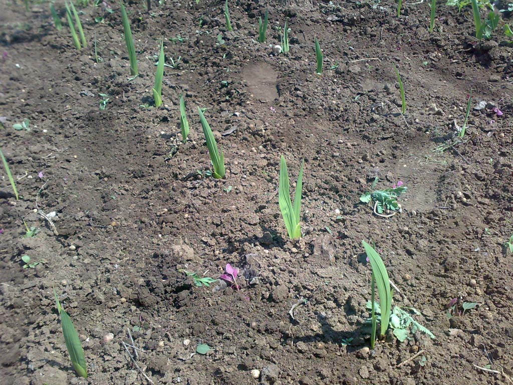 vshod-gladiolusa3