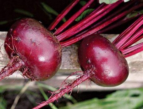 лучшие сорта свеклы
