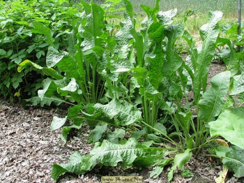 выращивание хрена