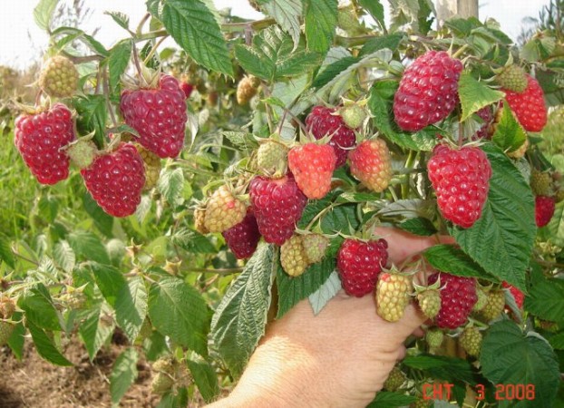 сорт малины бриллиантовая