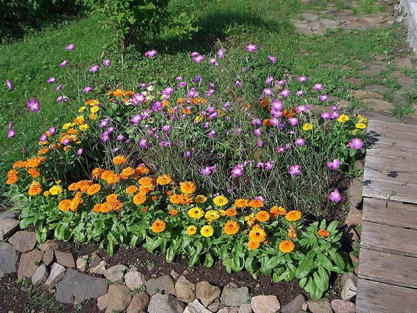 низкорослые цветы для клумбы виола