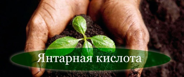 Применение янтарной кислоты для растений