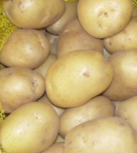 картофель Остара