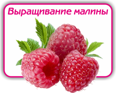 как выращивать малину