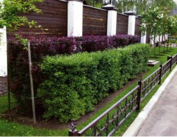 живая изгородь из жимолости