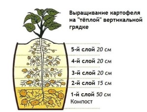 выращивание картофеля на вертикальной грядке