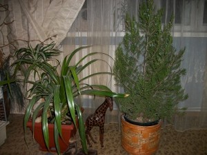 можжевельник в квартире