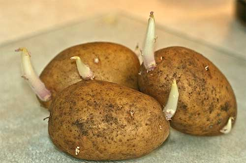 пророщенный картофель