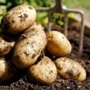 уборка картофеля