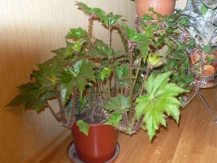 begonia_korolevskaya_vneshniy_vid