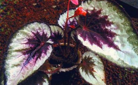 begonia_korolevskaya_vneshniy_vid_1
