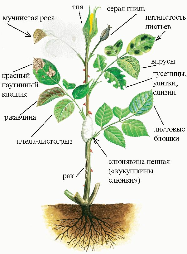 Симптомы болезней и вредителей плетистых роз