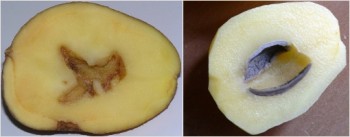 болезни картофеля