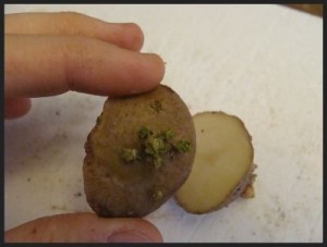 посадка картофеля