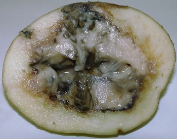 болезни картофеля