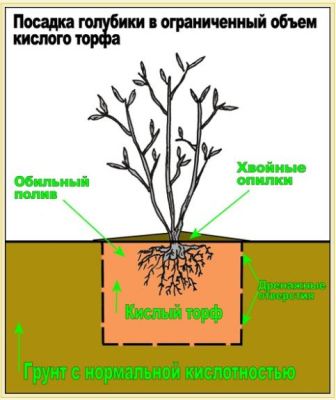 голубика садовая посадка и уход фото отзывы