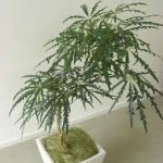 дизиготека элегантнейшая