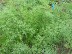 укроп Буян
