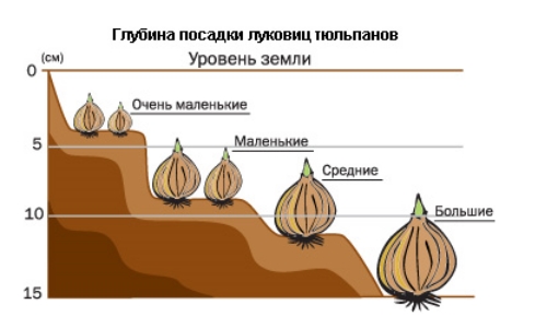 как сажать тюльпаны