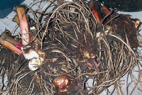 Хранение канны зимой в домашних условиях