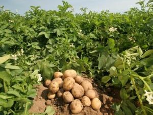 урожай картофеля