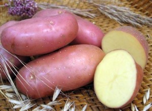 сорта картофеля
