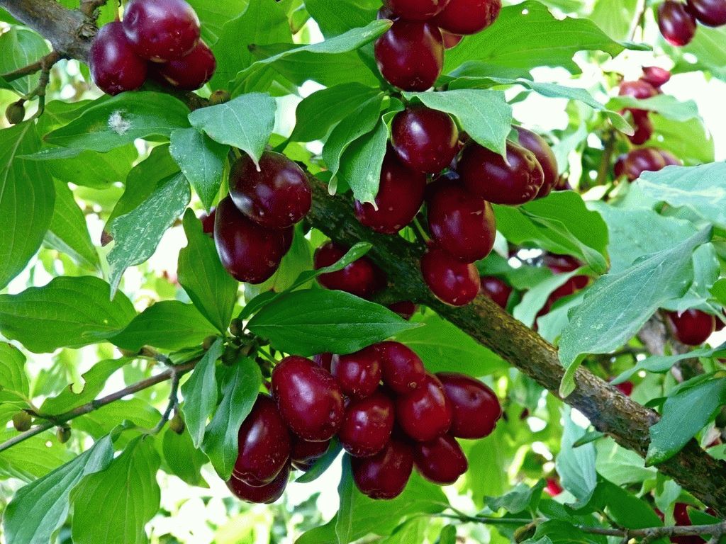 кизил уход