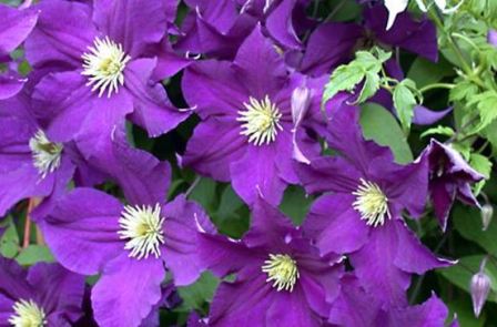 klematis_foto_10