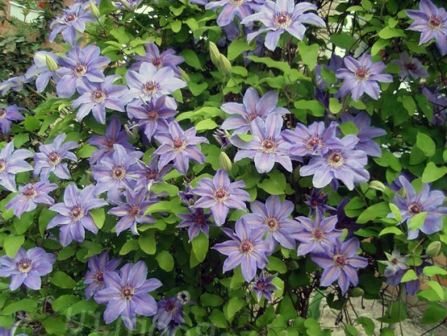 Лиана Hybrida Sieboldii фото