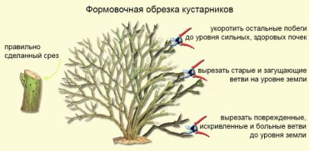 Как обрезать кустарники