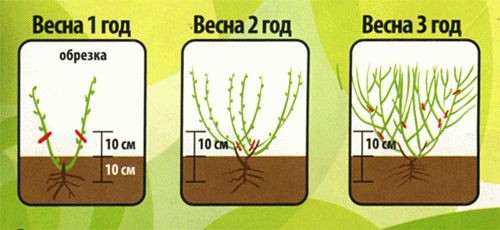обрезка голубики
