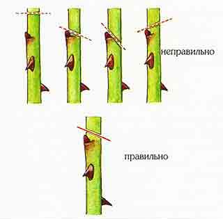 Схема обрезки розы