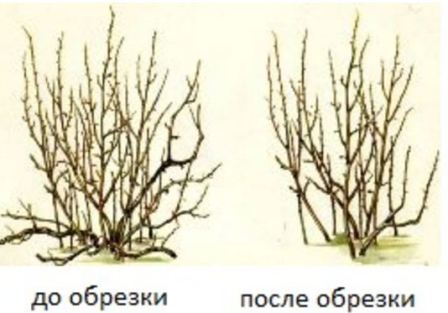 obrezka_krijovnika_oseniy