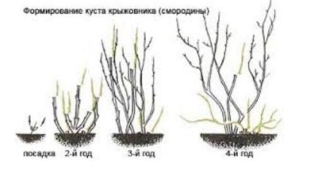 формирование куста крыжовника(смородины)