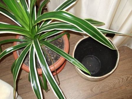 pandanus_uxod_v_domashnix_uslovijax