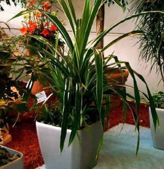 pandanus_uxod_v_domashnix_uslovijax_2