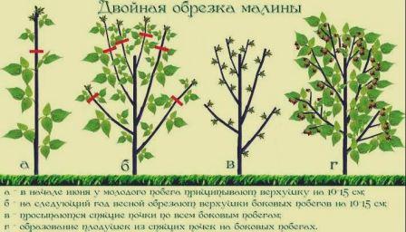 Двойная обрезка малины фото