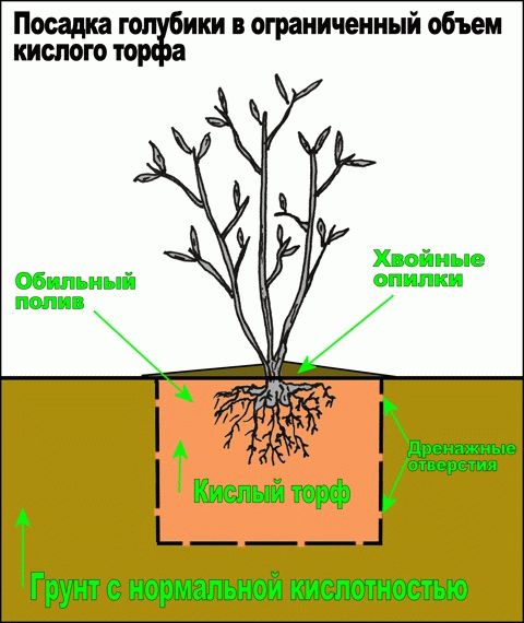 посадка голубики
