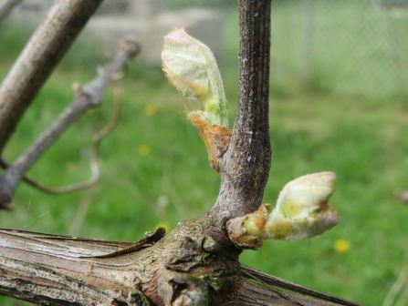 privika_vinograda