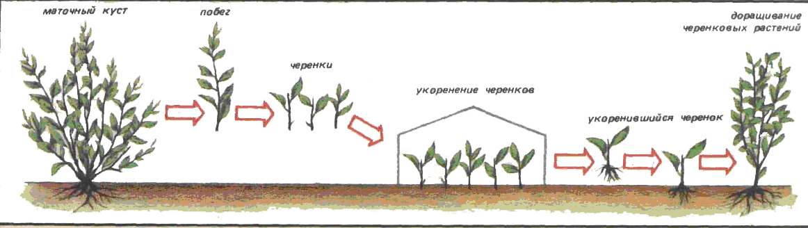 размножение кизила черенками