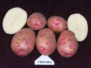 сорта картофеля