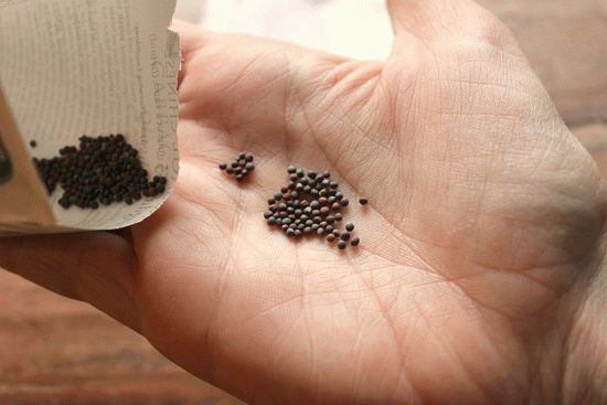 Выращивание рассады капусты из семян