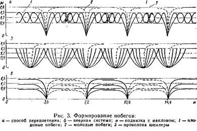 уход за ежевикой