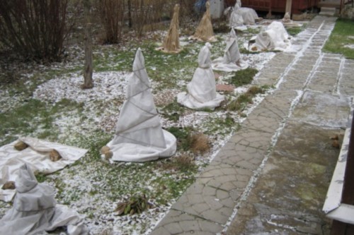 Укрытие роз на зиму