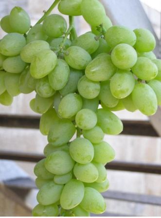 vinograd_elegant